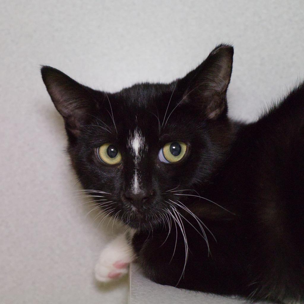 Enlarge Breadstick, a Adoptable mixed breed in Shoreline, WA image 1/6