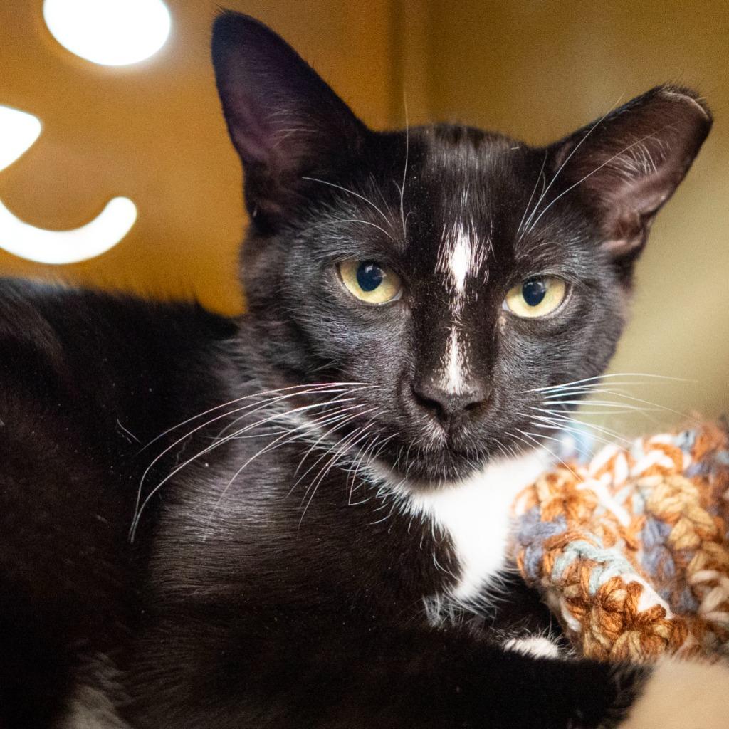 Enlarge Breadstick, a Adoptable mixed breed in Shoreline, WA image 3/6