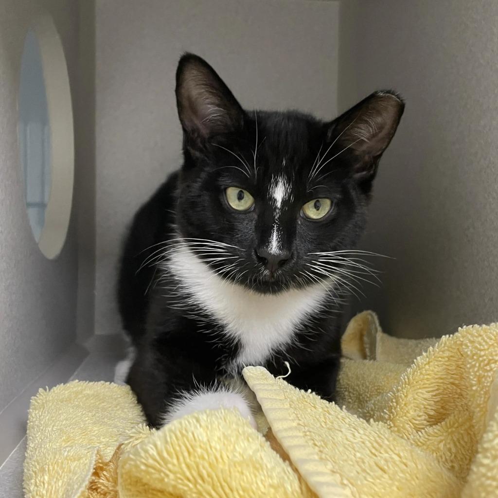 Enlarge Breadstick, a Adoptable mixed breed in Shoreline, WA image 4/6
