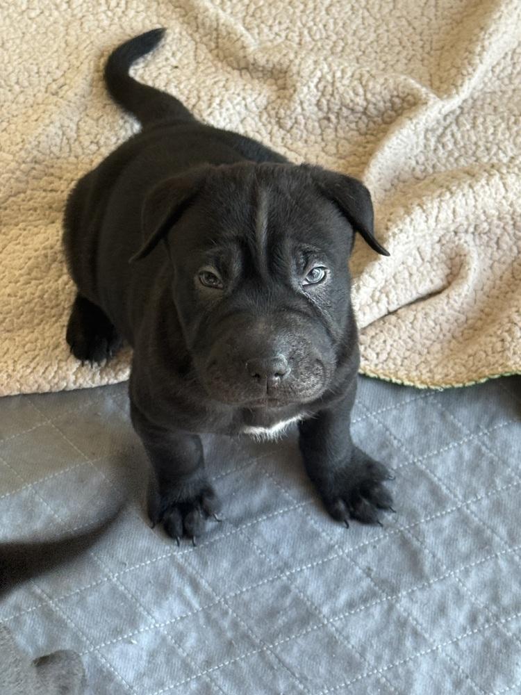 Coming soon 4, Adoptable, Puppy Male Shar-Pei.
