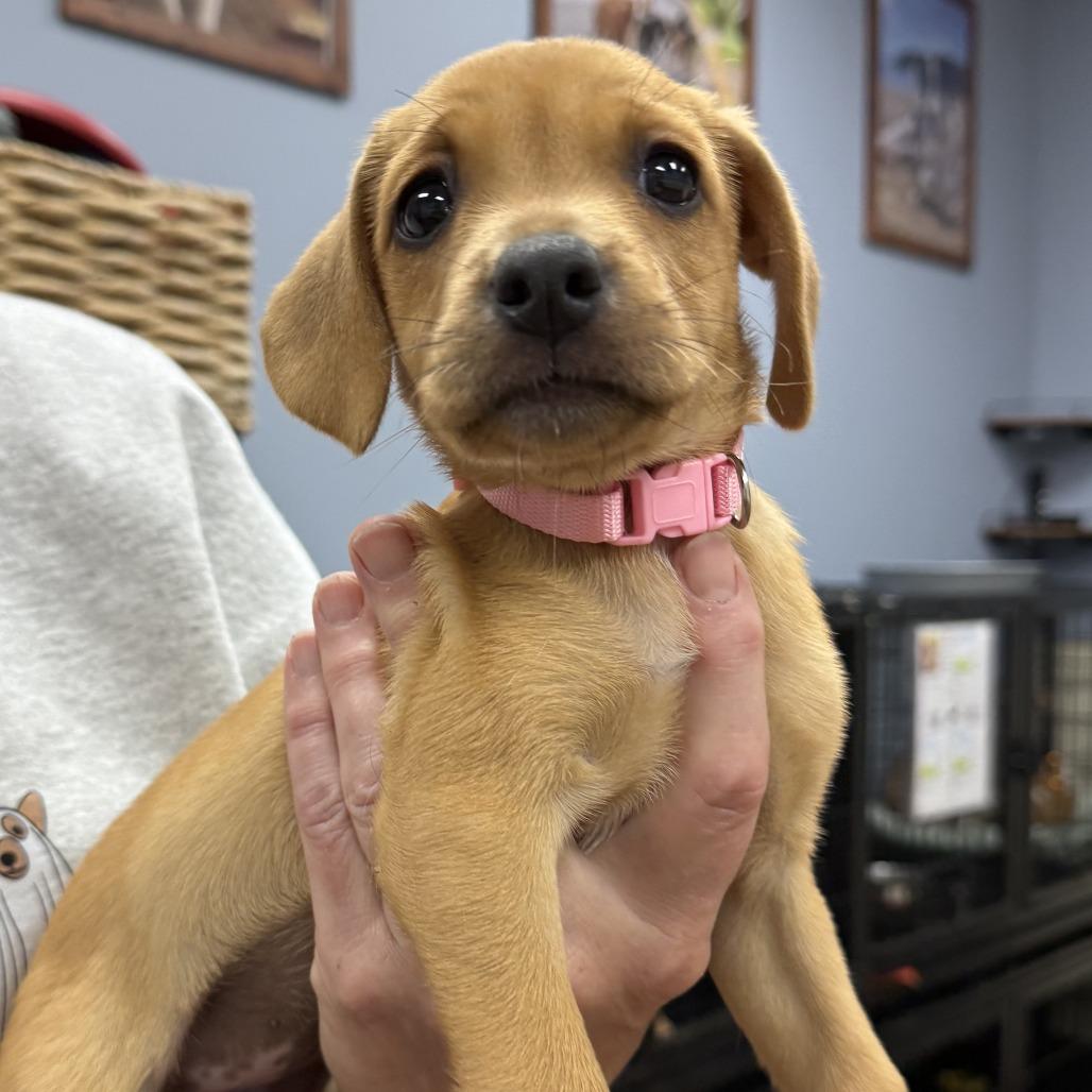 Enlarge Akira, a Adoptable mixed breed in Lake Hopatcong, NJ image 1/1