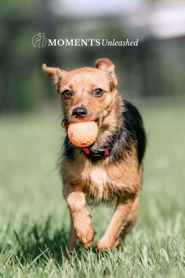 Kahlua, a Adoptable mixed breed in Myakka City, FL image 3/3