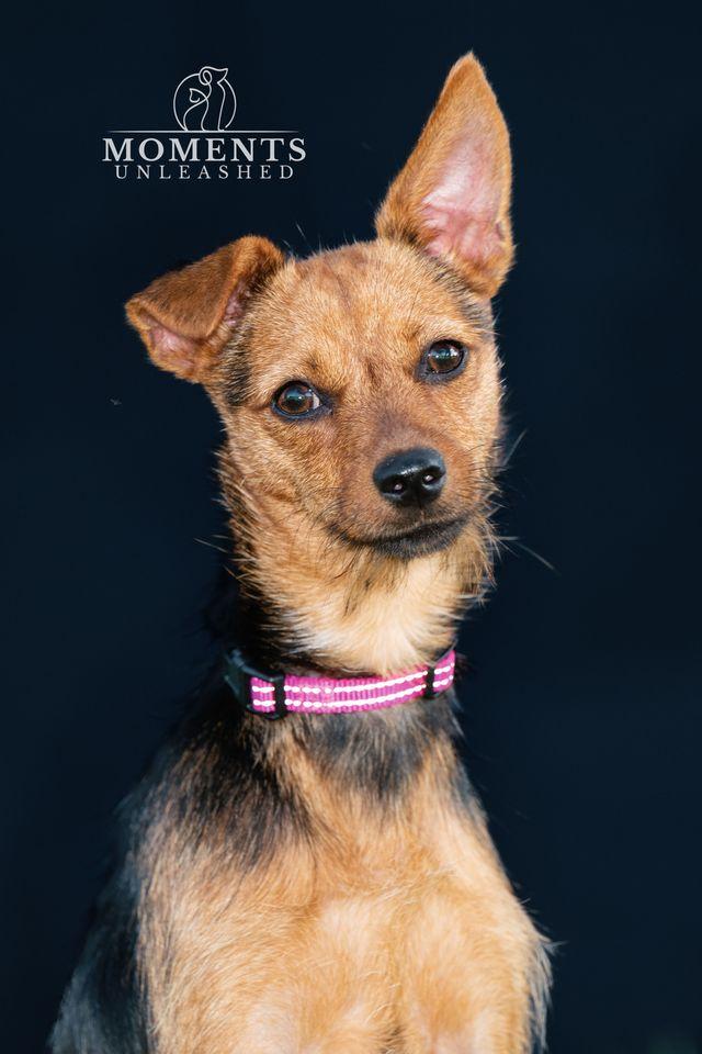 Kahlua, a Adoptable mixed breed in Myakka City, FL image 1/3