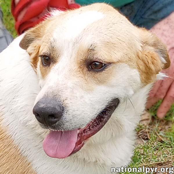 Yellow Dog in LA - Active & Adventurous Sweet Boy!, Young Male Great Pyrenees