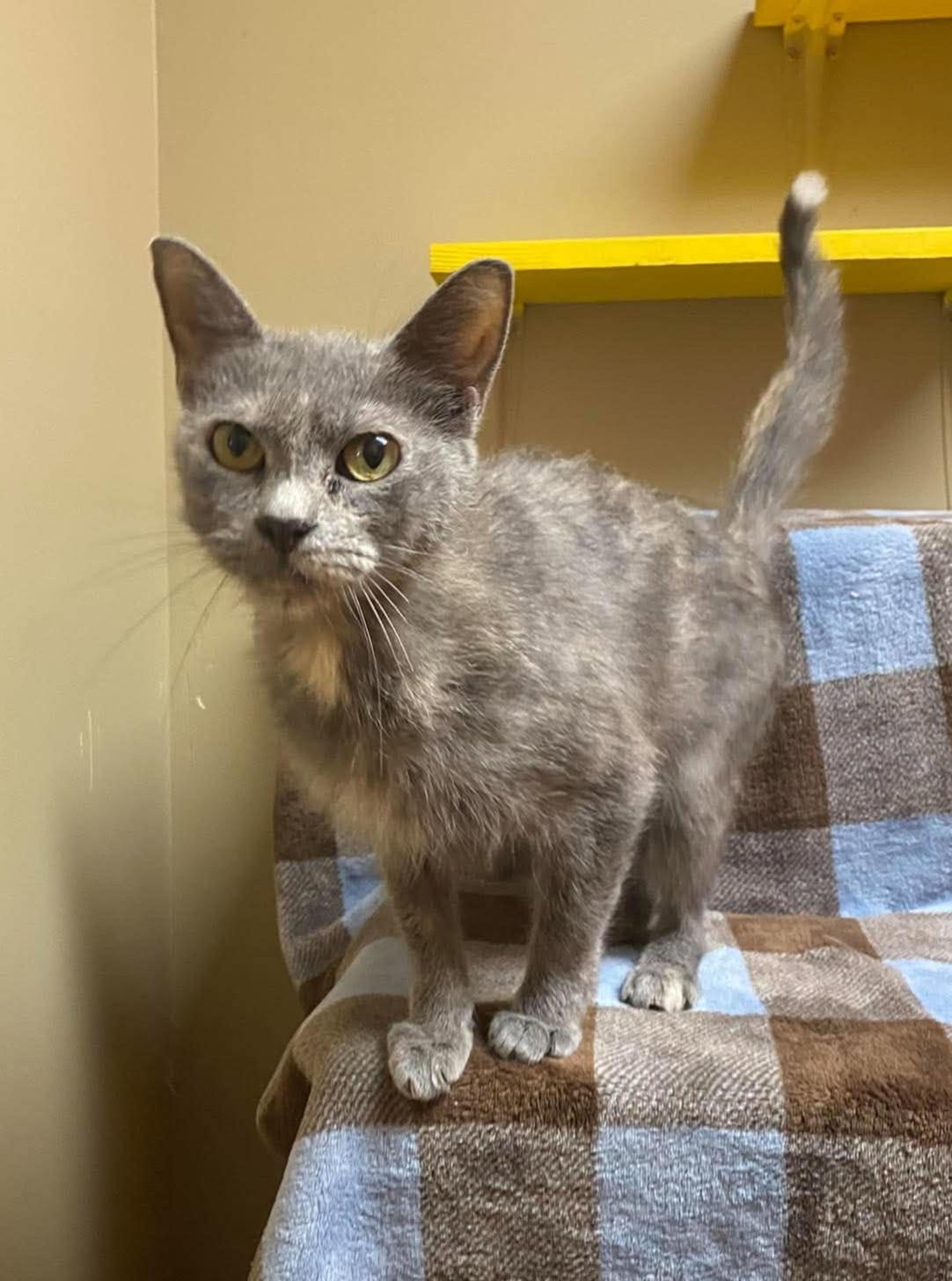Enlarge Penny, a Adoptable mixed breed in Maryville, MO image 1/2