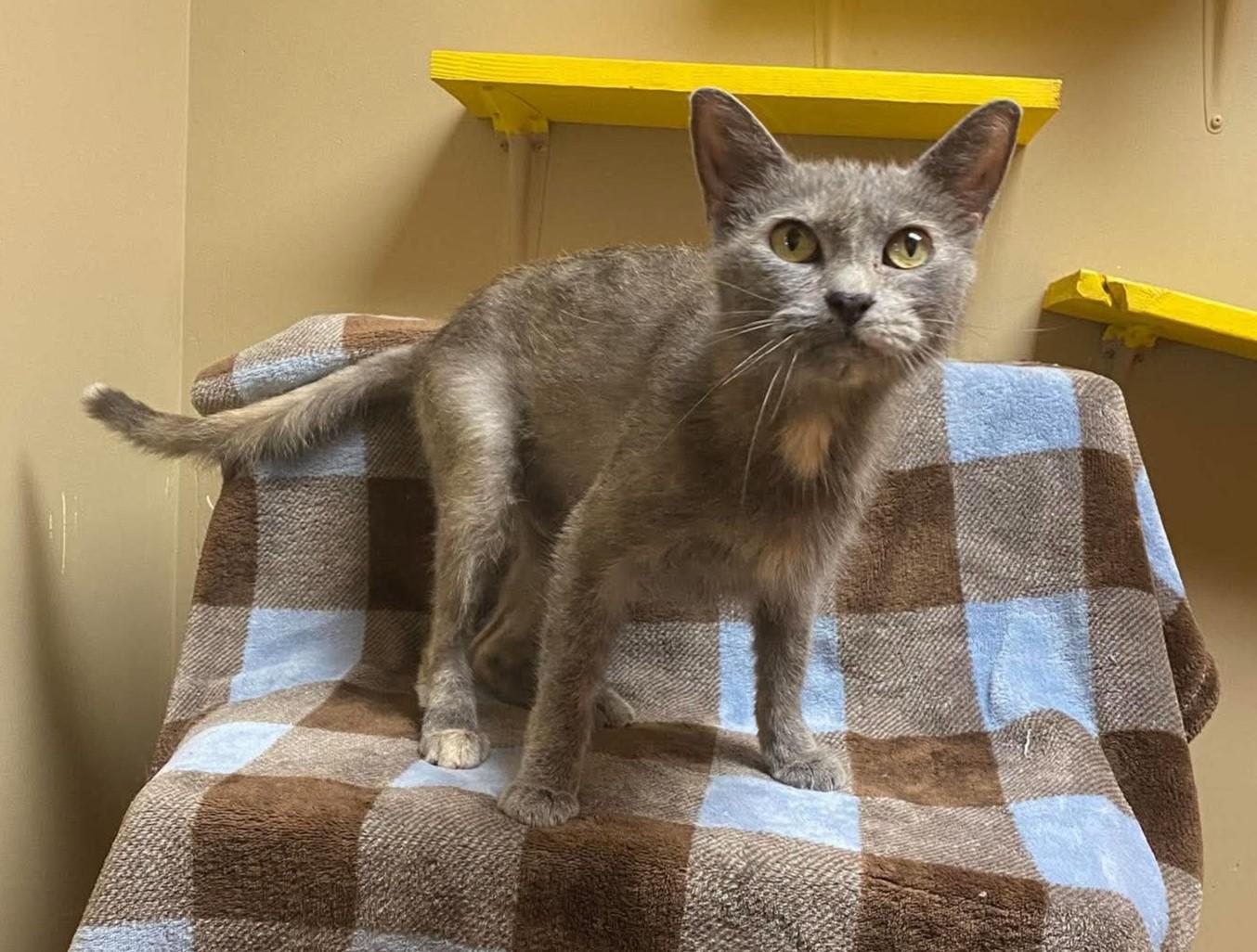 Enlarge Penny, a Adoptable mixed breed in Maryville, MO image 2/2