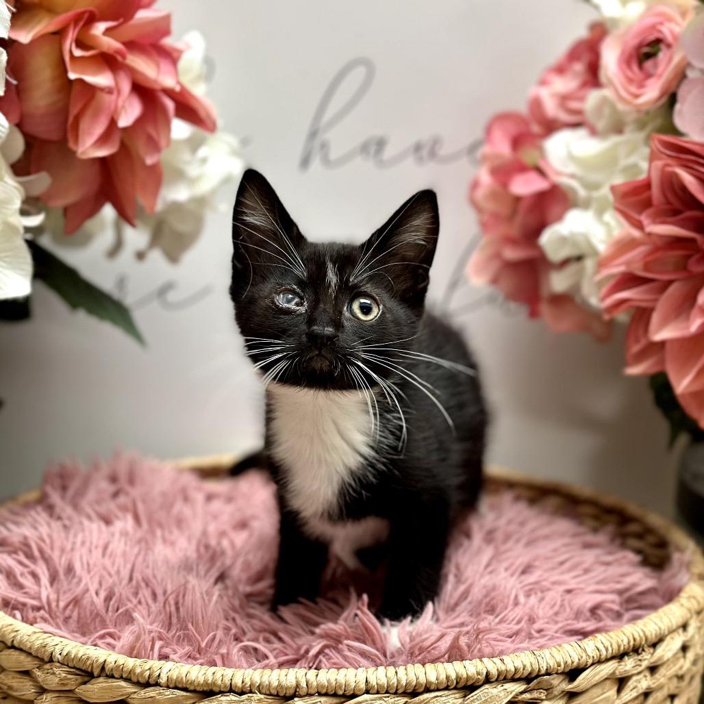 Belize, Adoptable, Kitten Female Domestic Short Hair.