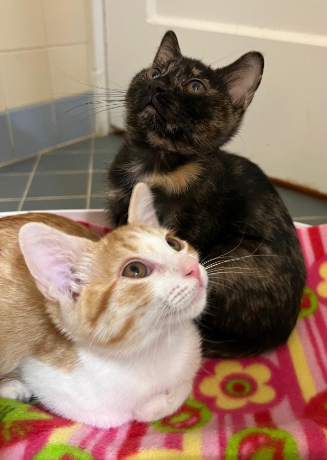 Enlarge Dora, a Adoptable Domestic Short Hair in Palo Alto, CA image 1/6