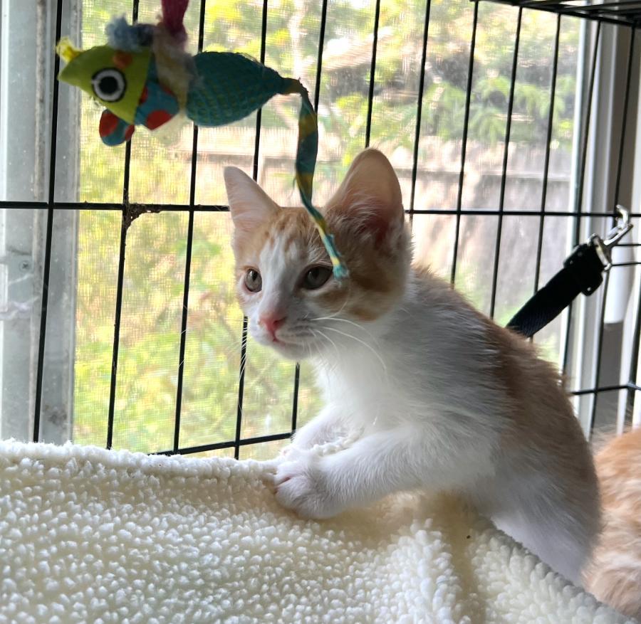 Enlarge Dora, a Adoptable Domestic Short Hair in Palo Alto, CA image 3/6