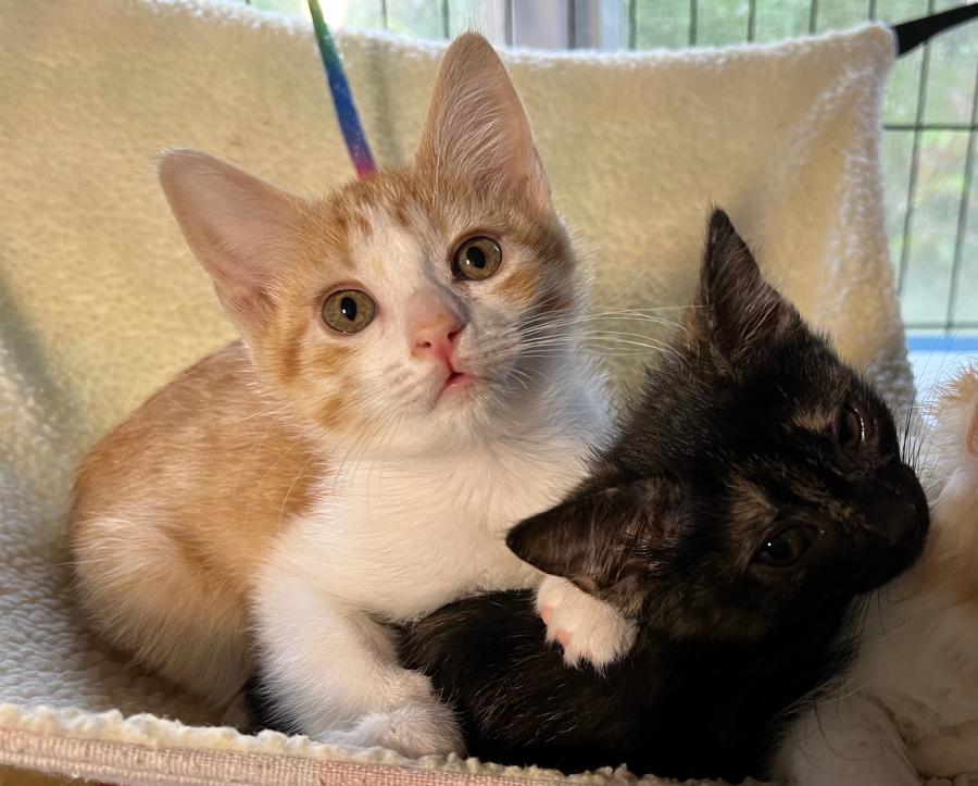 Enlarge Dora, a Adoptable Domestic Short Hair in Palo Alto, CA image 6/6