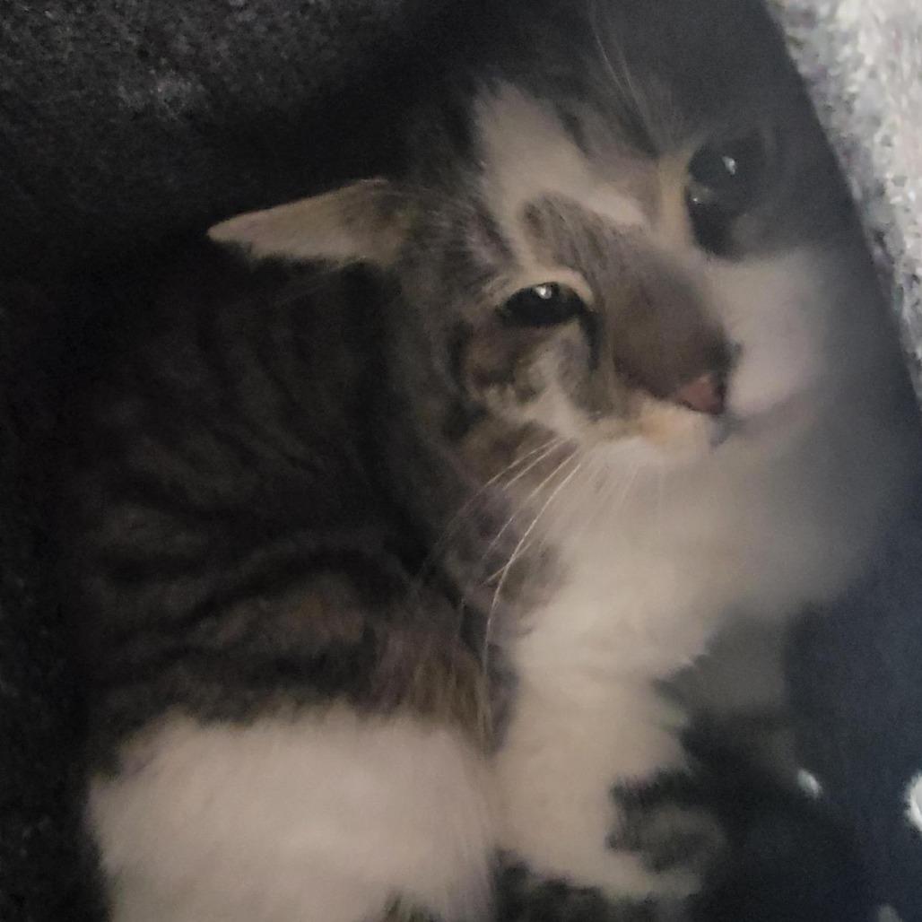 Bambi, a Adoptable Domestic Short Hair in Salt Lake City, UT image 1/3