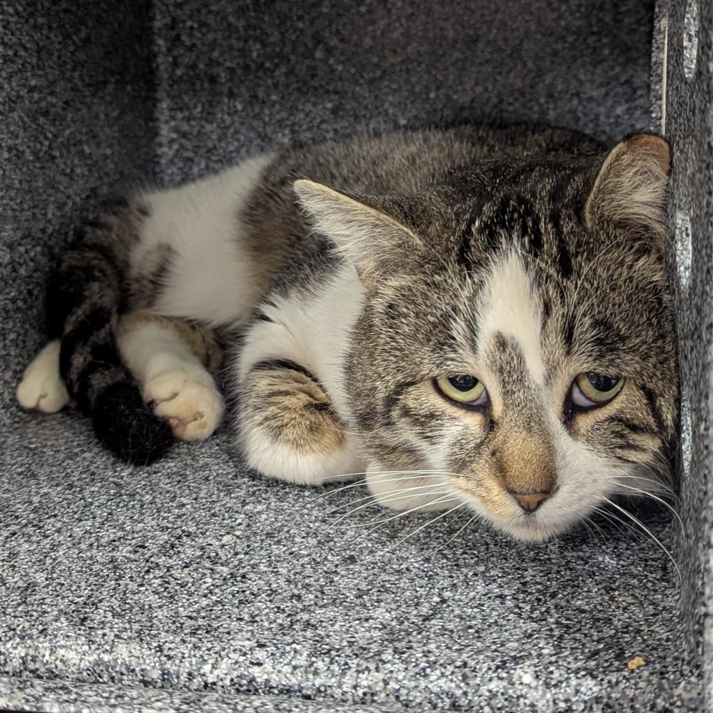 Bambi, a Adoptable Domestic Short Hair in Salt Lake City, UT image 2/3