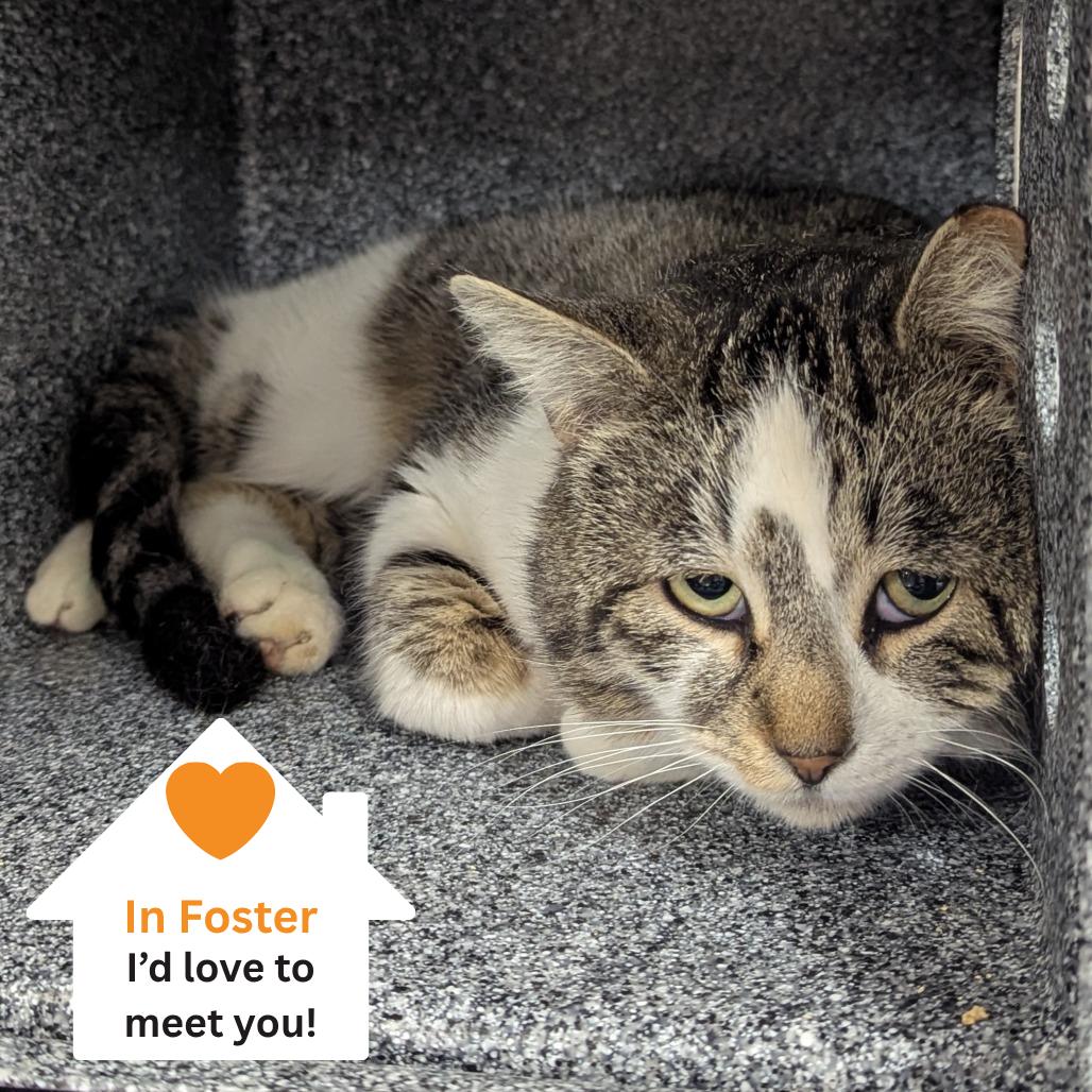 Bambi, a Adoptable Domestic Short Hair in Salt Lake City, UT image 3/3