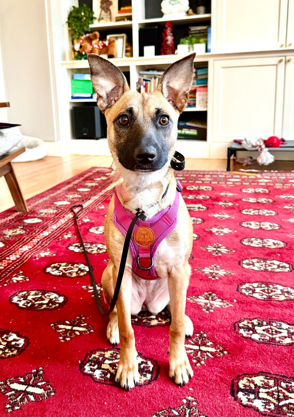 Alice, Adoptable, Young Female Mixed Breed.