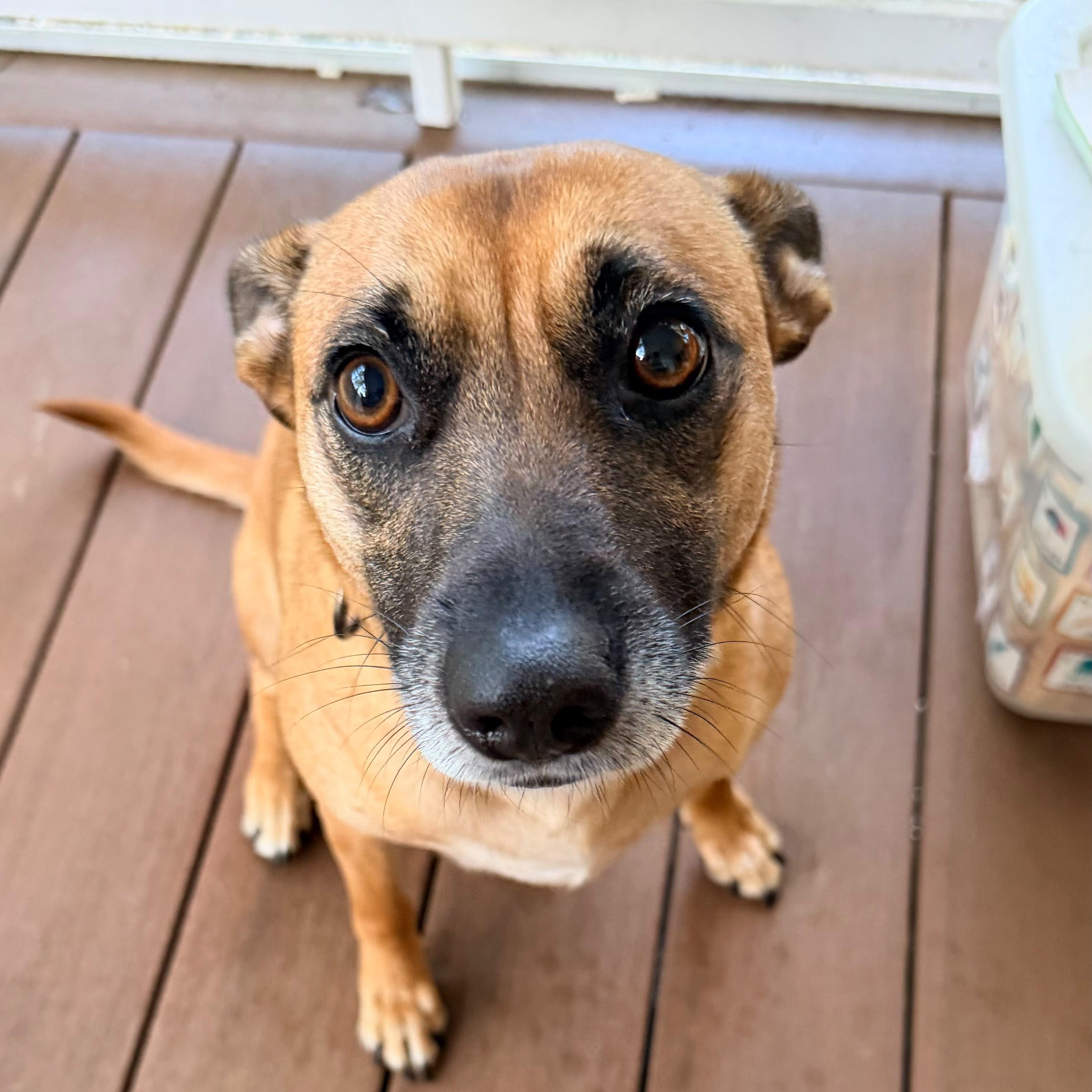 Enlarge Alice, a Adoptable Mixed Breed in Weymouth, MA image 2/6