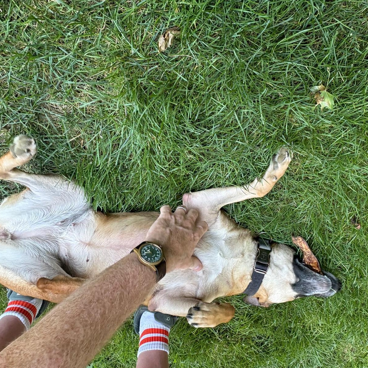 Enlarge Alice, a Adoptable Mixed Breed in Weymouth, MA image 6/6