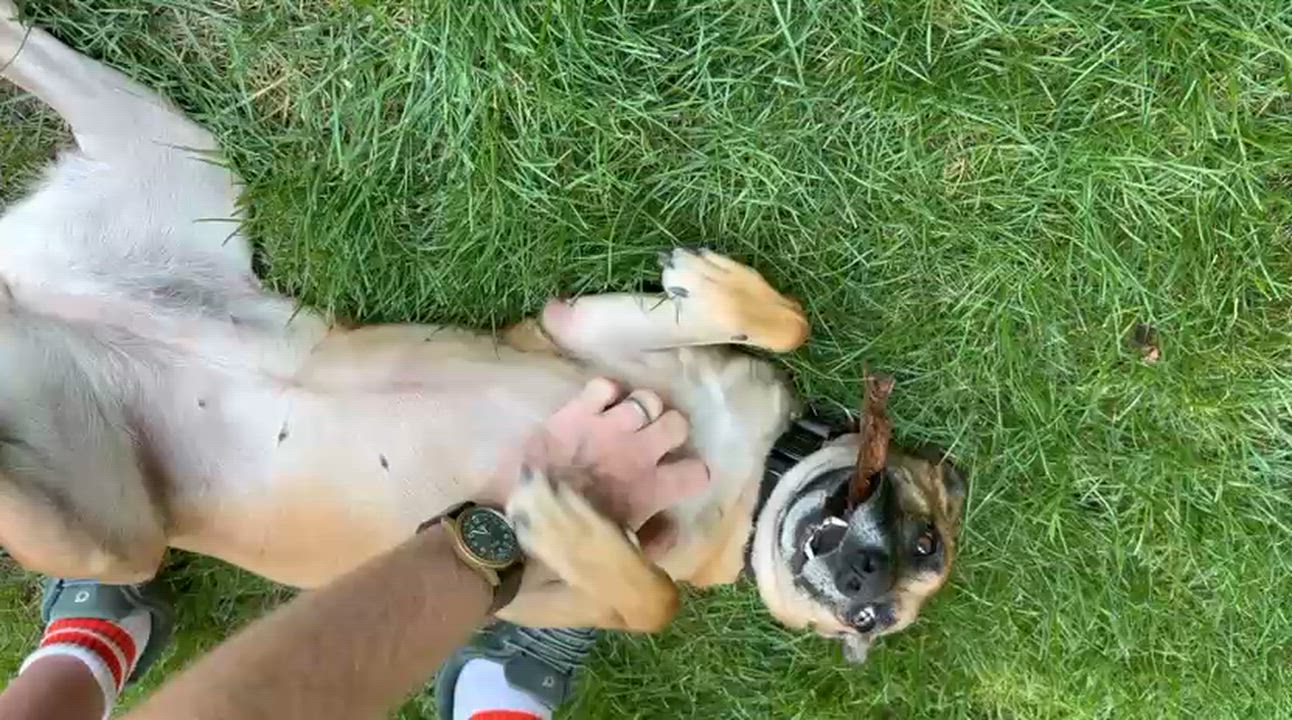Enlarge Alice, a Adoptable Mixed Breed in Weymouth, MA video 4/6