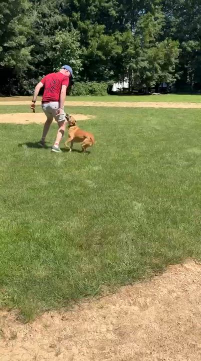Enlarge Alice, a Adoptable Mixed Breed in Weymouth, MA video 5/6