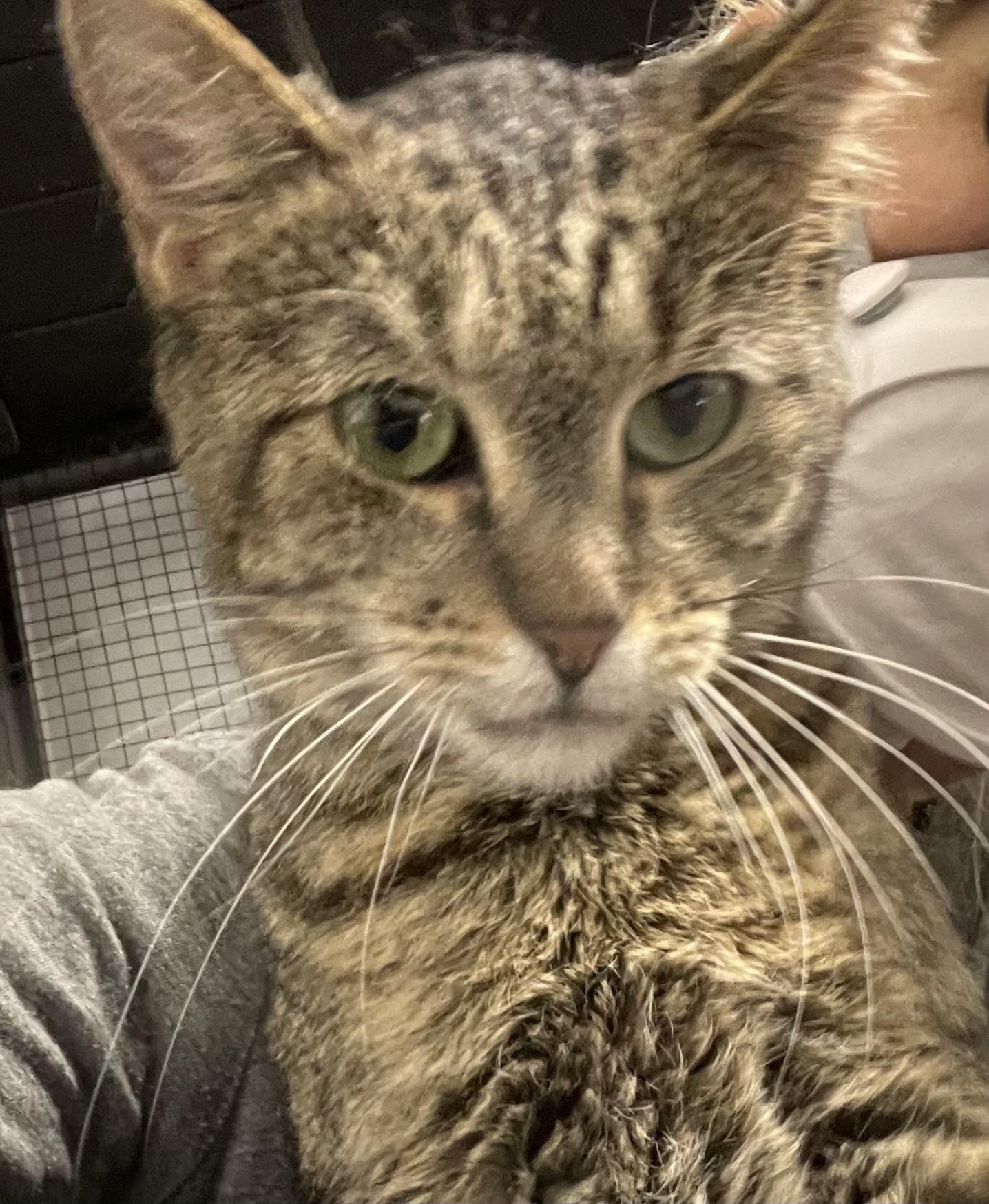 Poppy, an adoptable Tabby in Le Mars, IA, 51031 | Photo Image 1