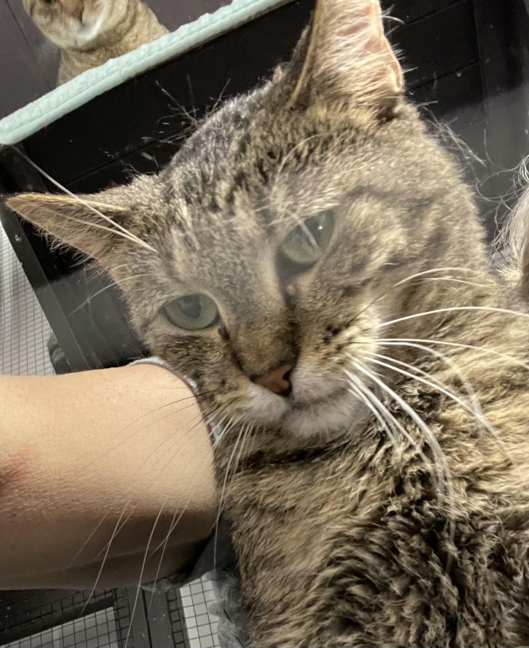 Poppy, a Adoptable Tabby in Le Mars, IA image 3/4