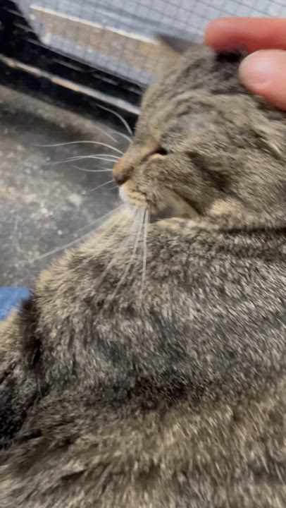 Enlarge Poppy, a Adoptable Tabby in Le Mars, IA video 4/4