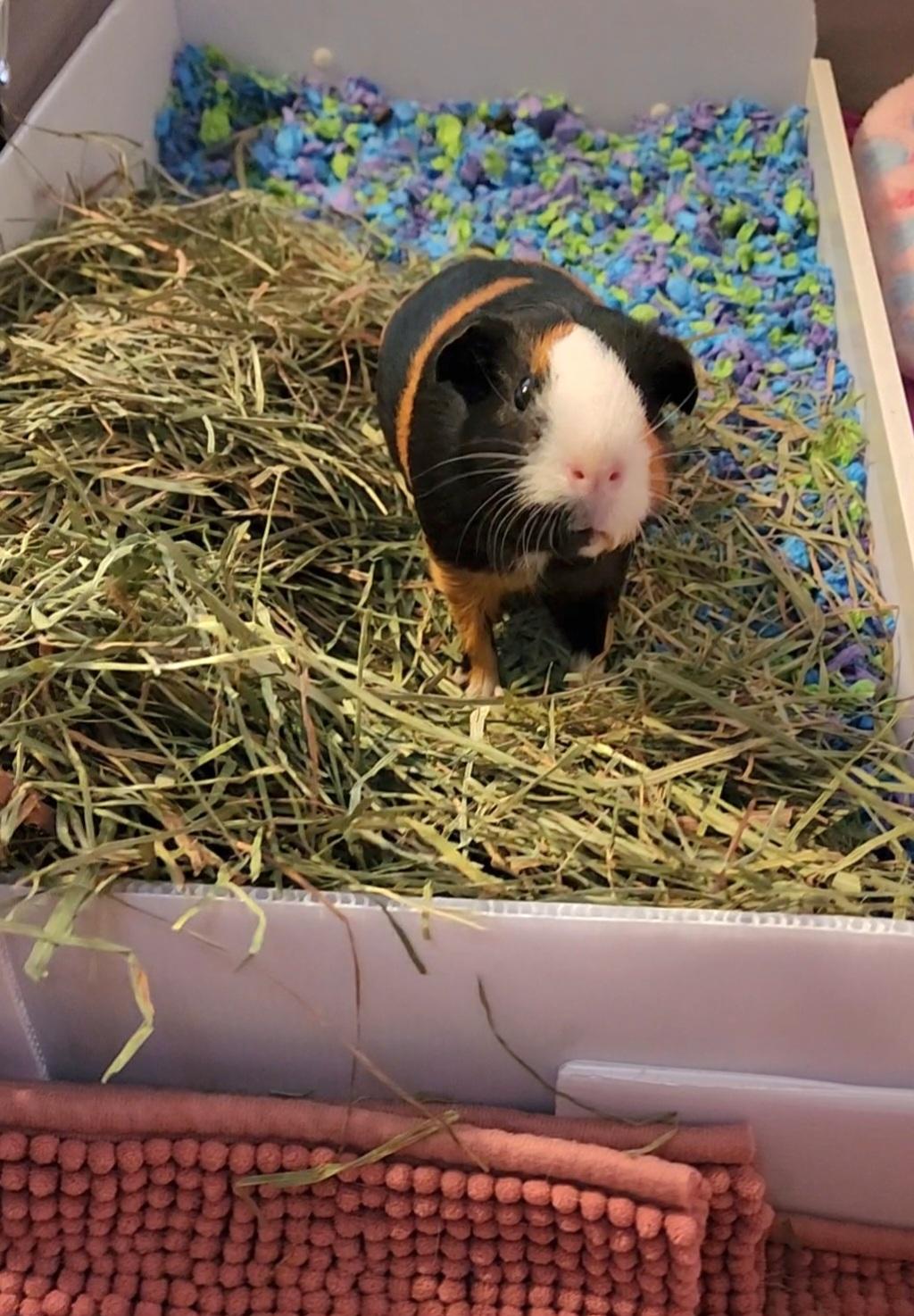 Twilight, Adoptable, Adult Female Guinea Pig & Short-Haired.