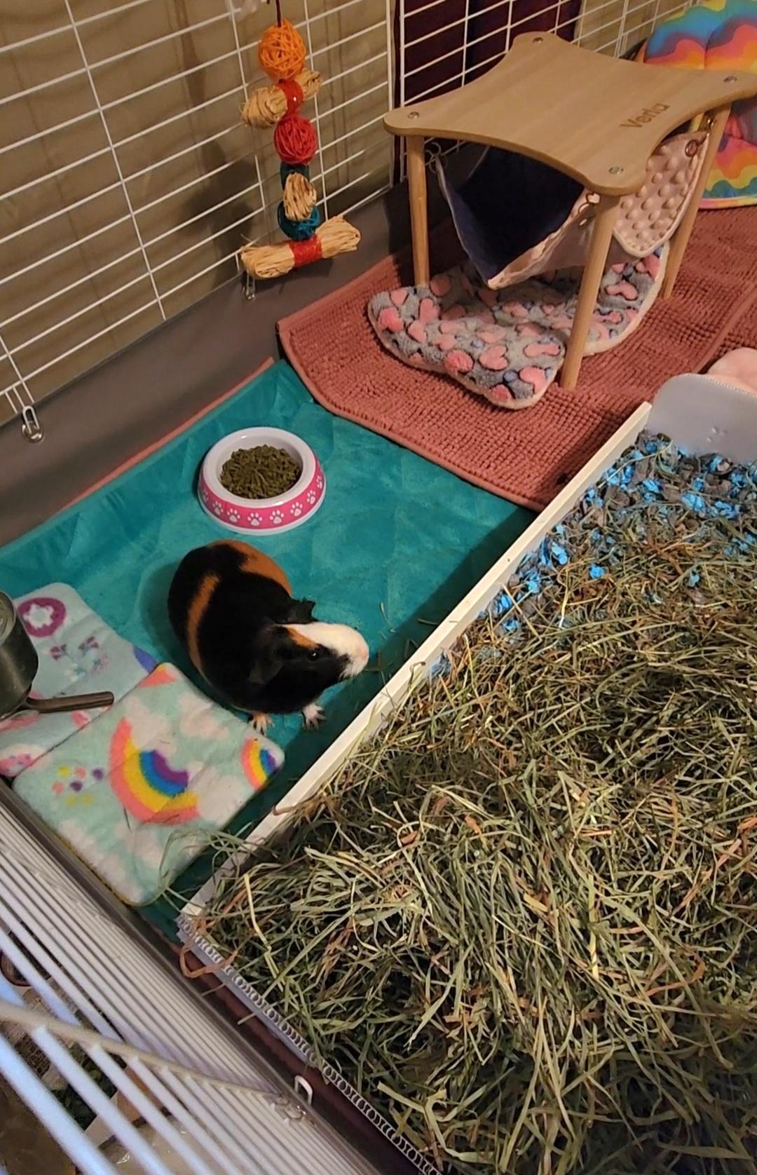 Enlarge Twilight, a Adoptable mixed breed in Tucson, AZ image 2/3