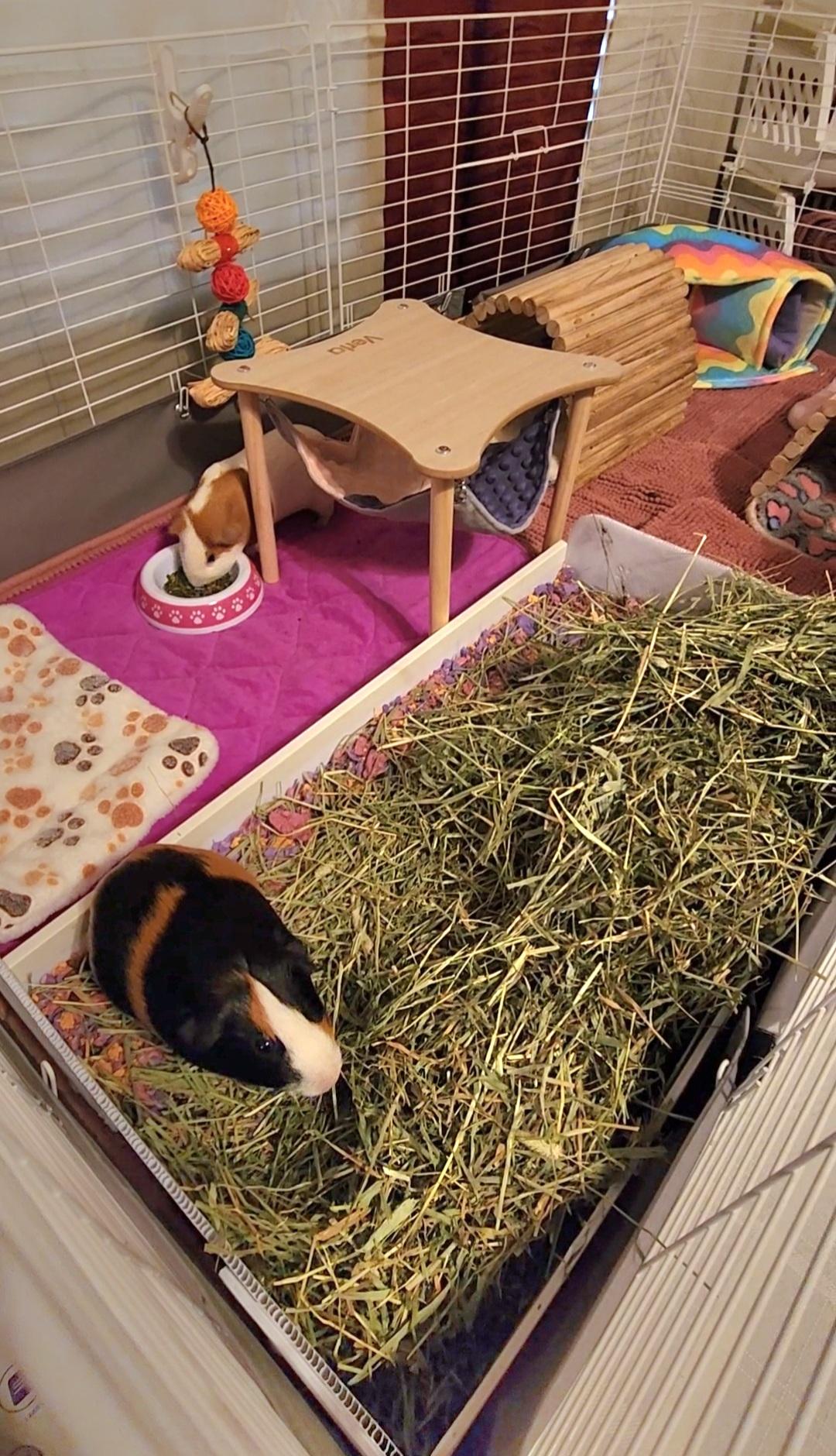 Enlarge Twilight, a Adoptable mixed breed in Tucson, AZ image 3/3