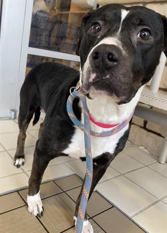 Enlarge LOTTIE, a Adoptable mixed breed in Dayton, OH image 1/1