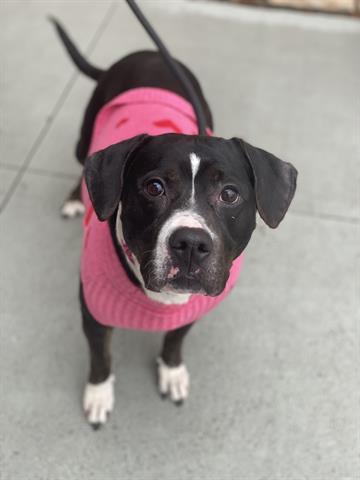 LOTTIE, Adoptable, Adult Female Pit Bull Terrier & Mixed Breed.