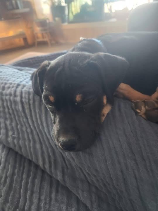 Spike, an adopted mixed breed in Durango, CO image 2/2