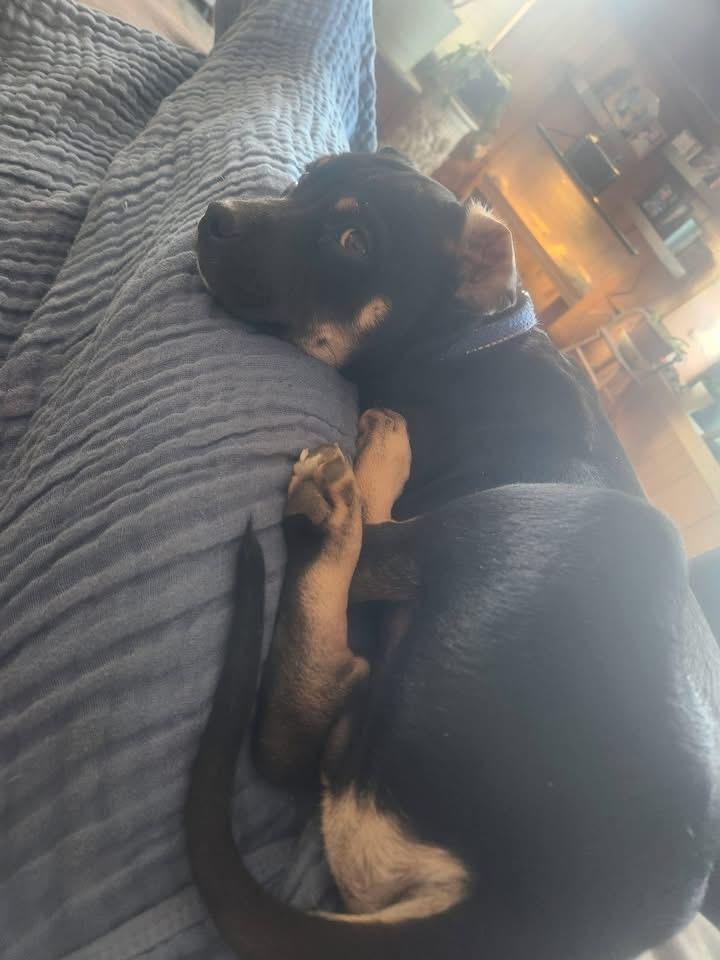 Spike, an adopted mixed breed in Durango, CO image 1/2