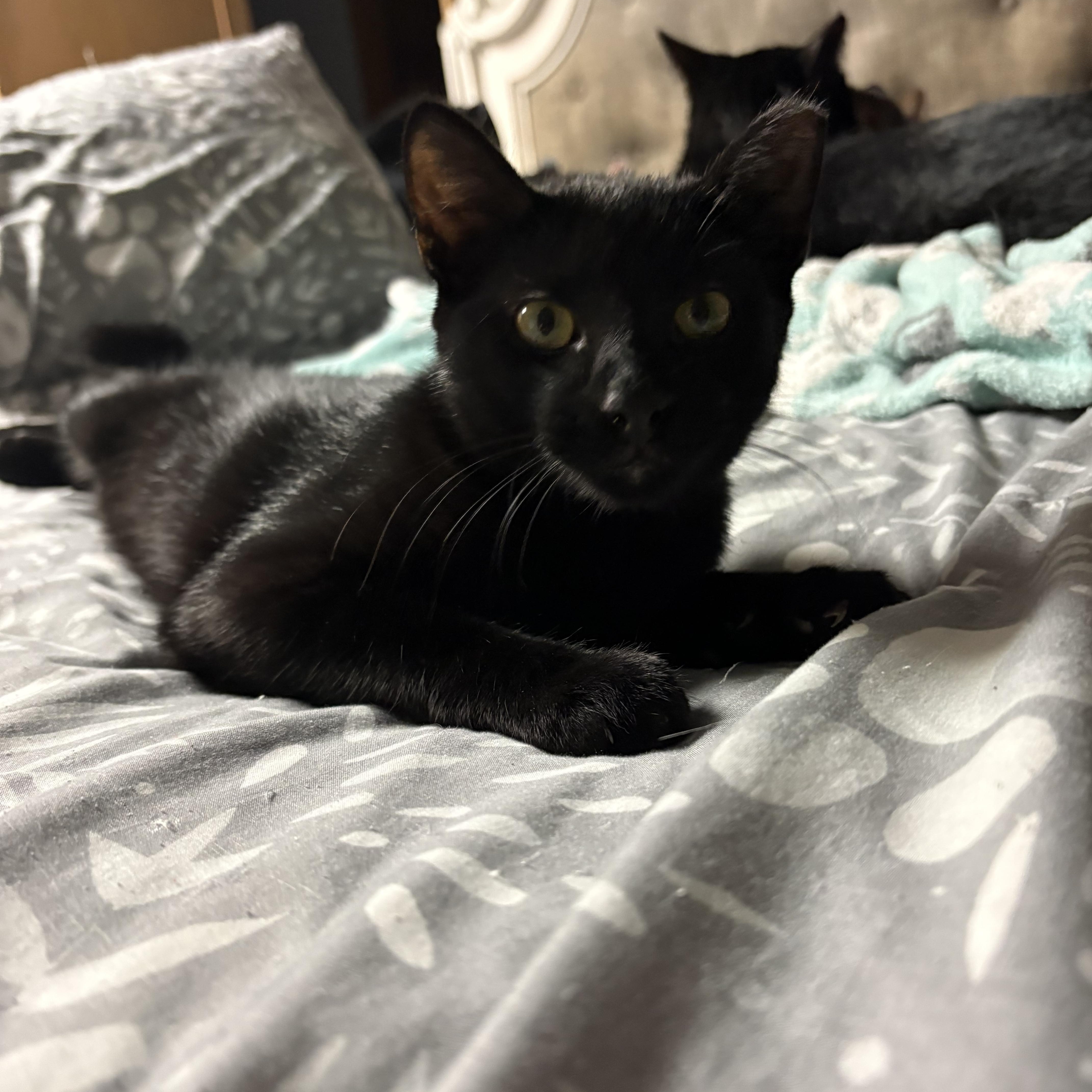 Enlarge Bean, a Adoptable Domestic Short Hair in Highland, IN image 2/3