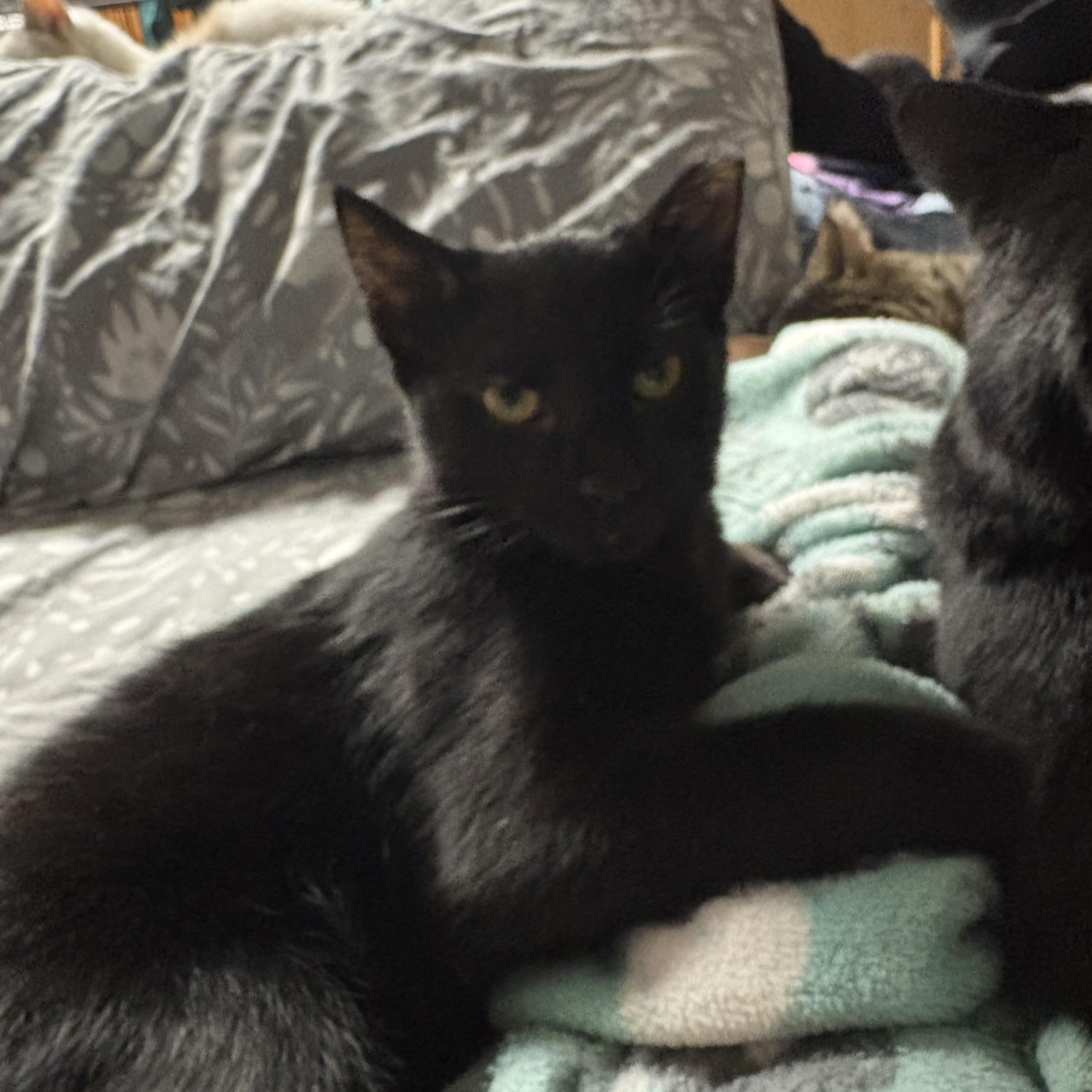Bean, Adoptable, Kitten Male Domestic Short Hair.