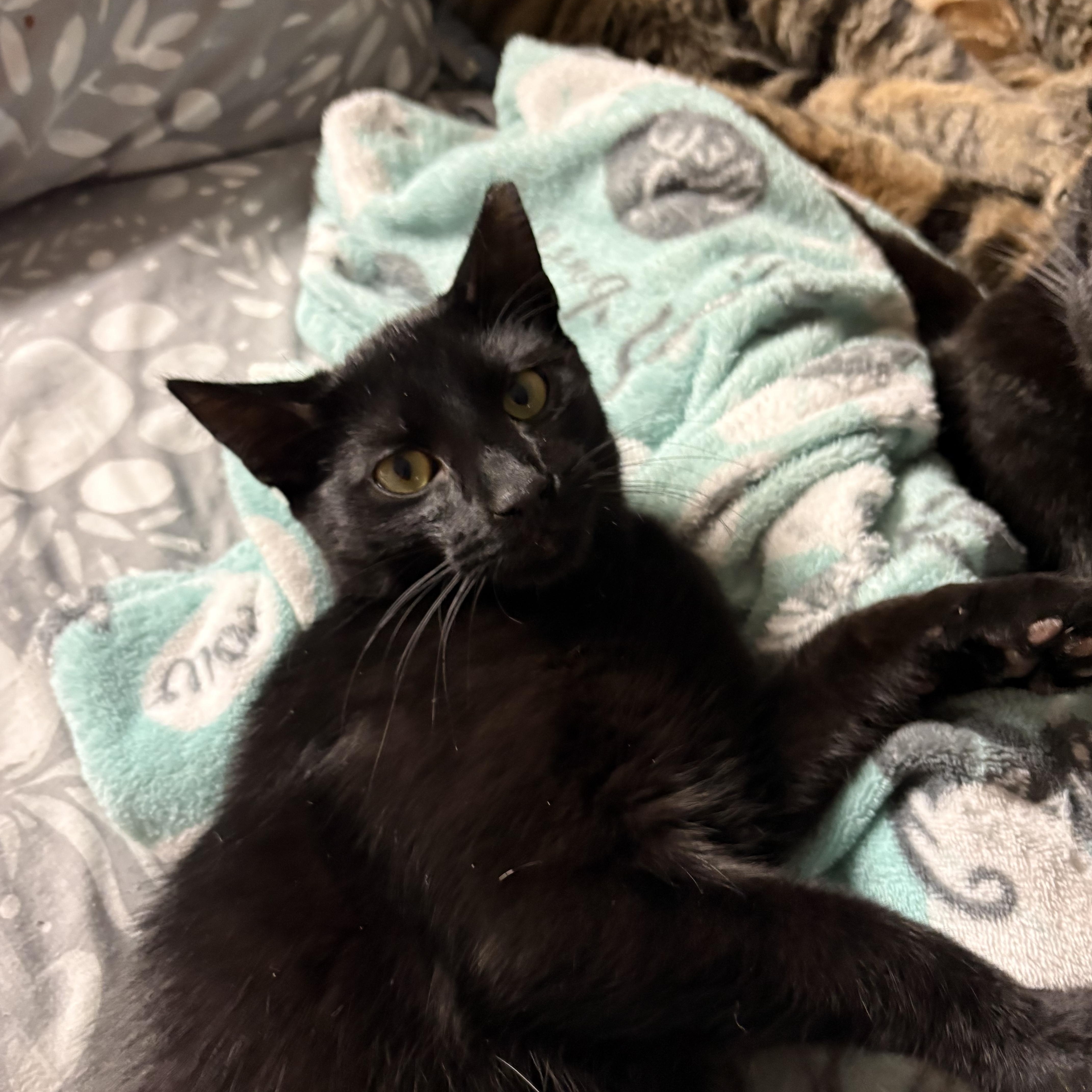 Enlarge Bean, a Adoptable Domestic Short Hair in Highland, IN image 3/3