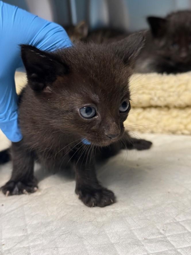 BASHFUL, Adoptable, Kitten Female Domestic Short Hair.