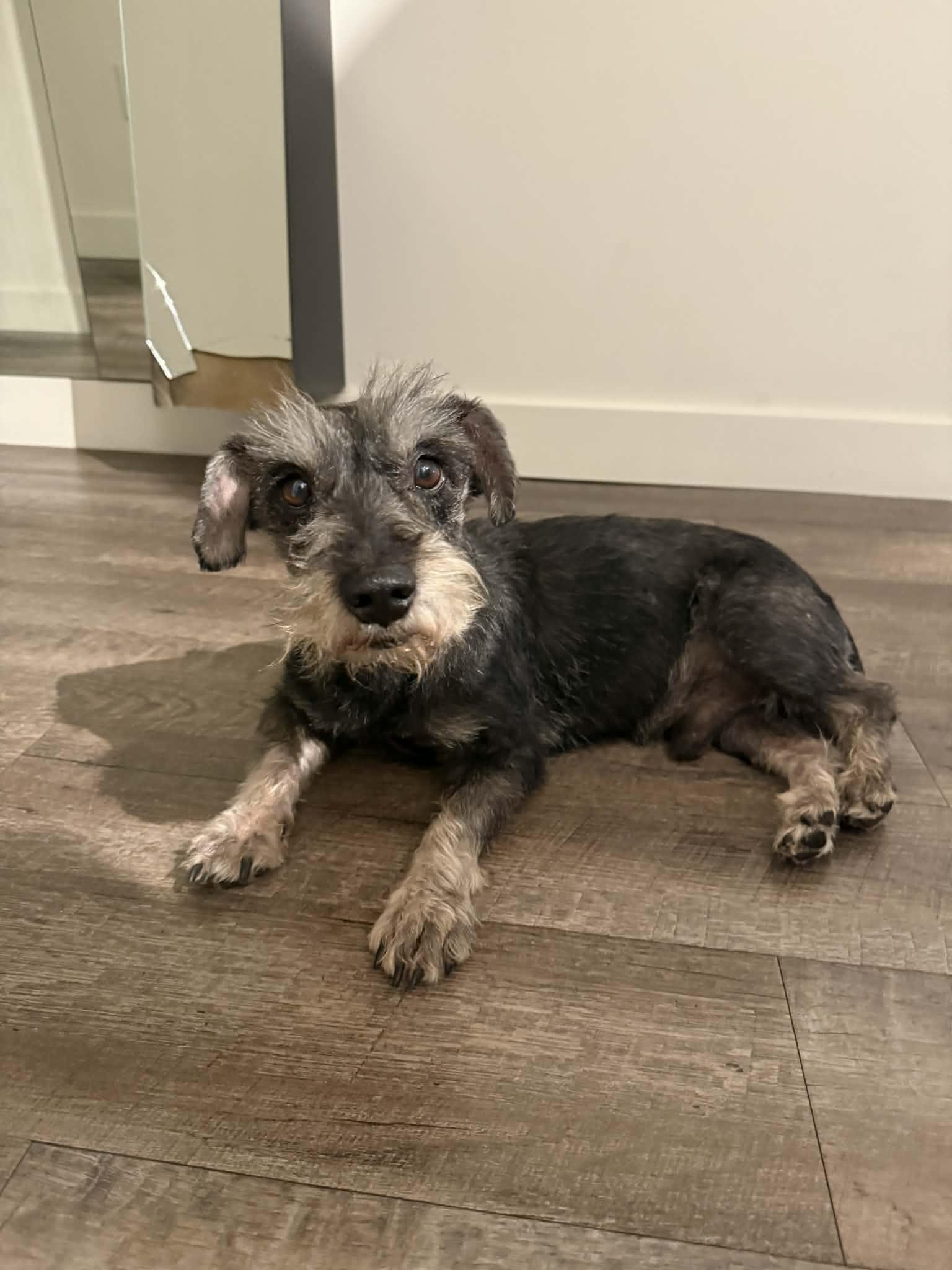 Bob #3, ADOPTABLE, Young Male Schnauzer.