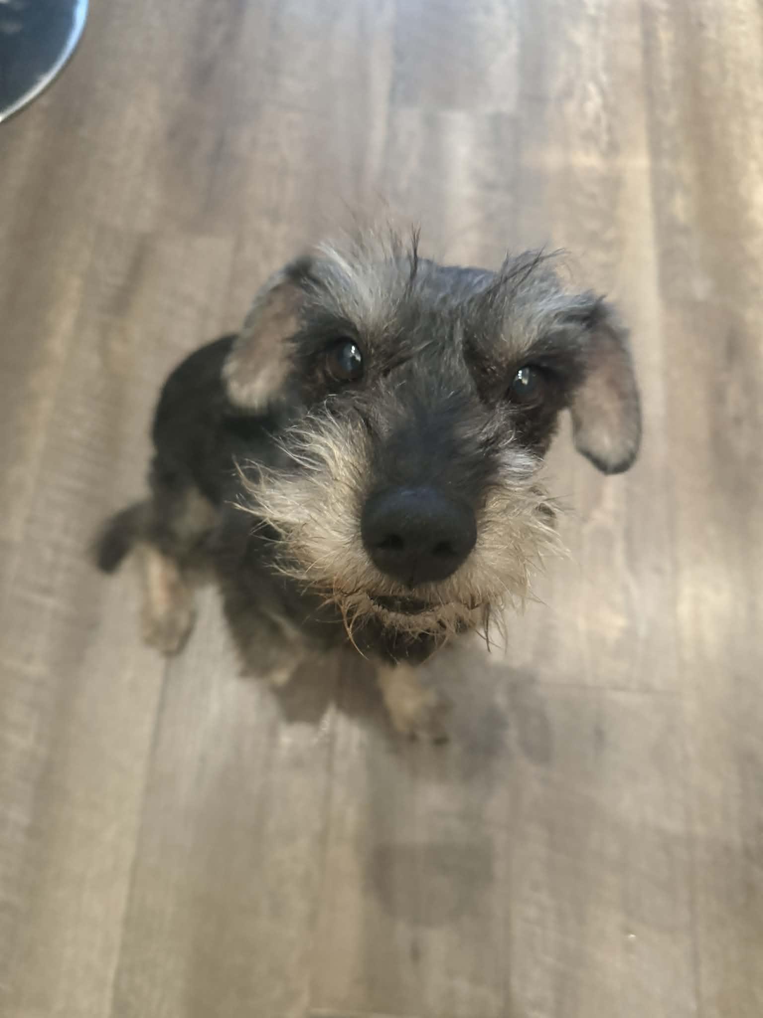 Enlarge Bob #3, a ADOPTABLE mixed breed in Calgary, AB image 5/6