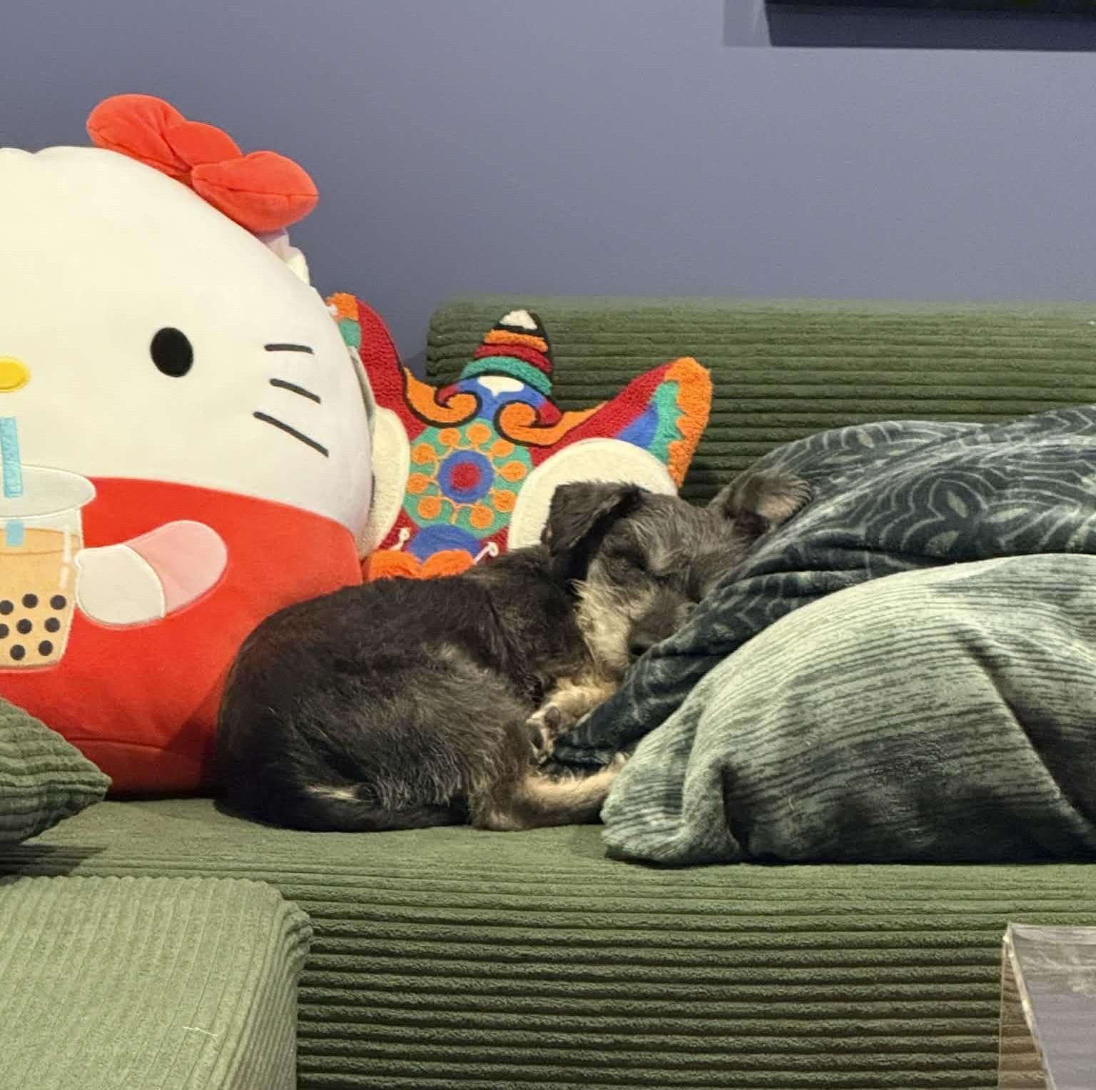 Enlarge Bob #3, a ADOPTABLE mixed breed in Calgary, AB image 6/6