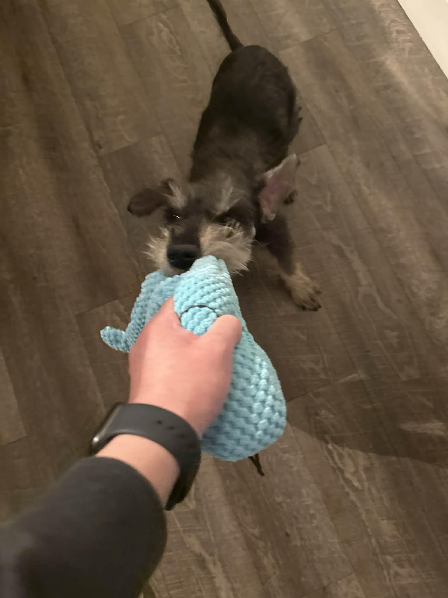 Enlarge Bob #3, a ADOPTABLE mixed breed in Calgary, AB image 2/6