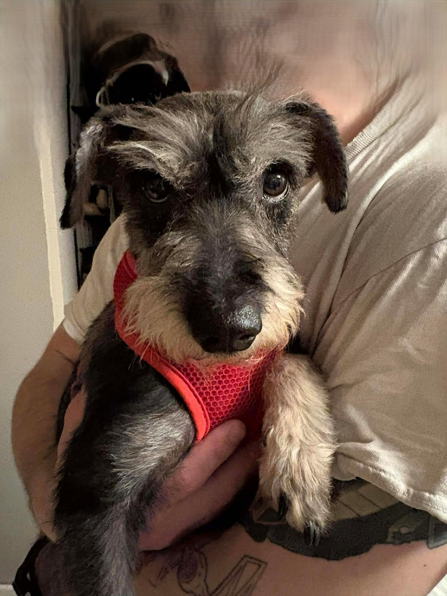 Enlarge Bob #3, a ADOPTABLE mixed breed in Calgary, AB image 4/6