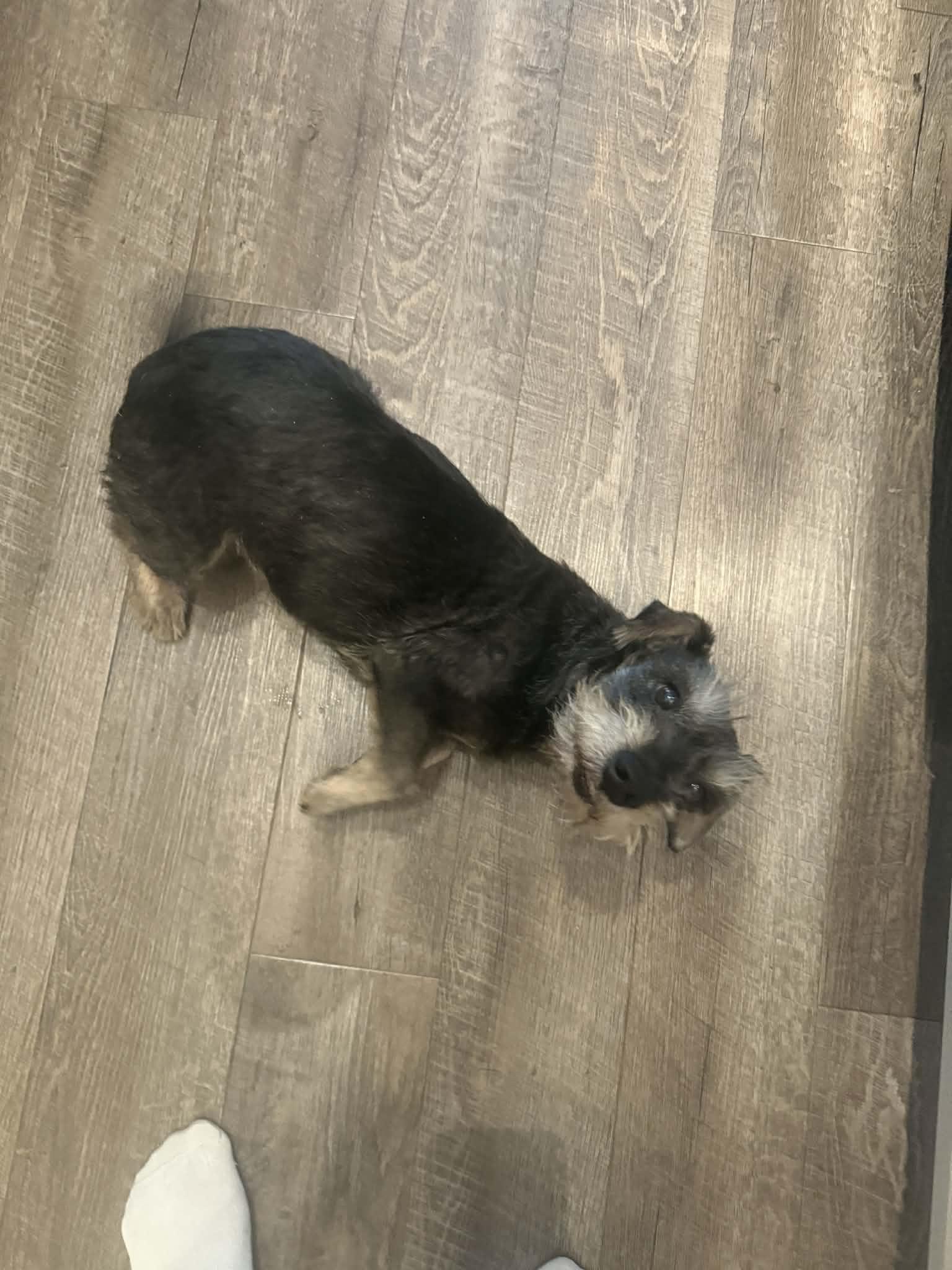 Enlarge Bob #3, a ADOPTABLE mixed breed in Calgary, AB image 3/6