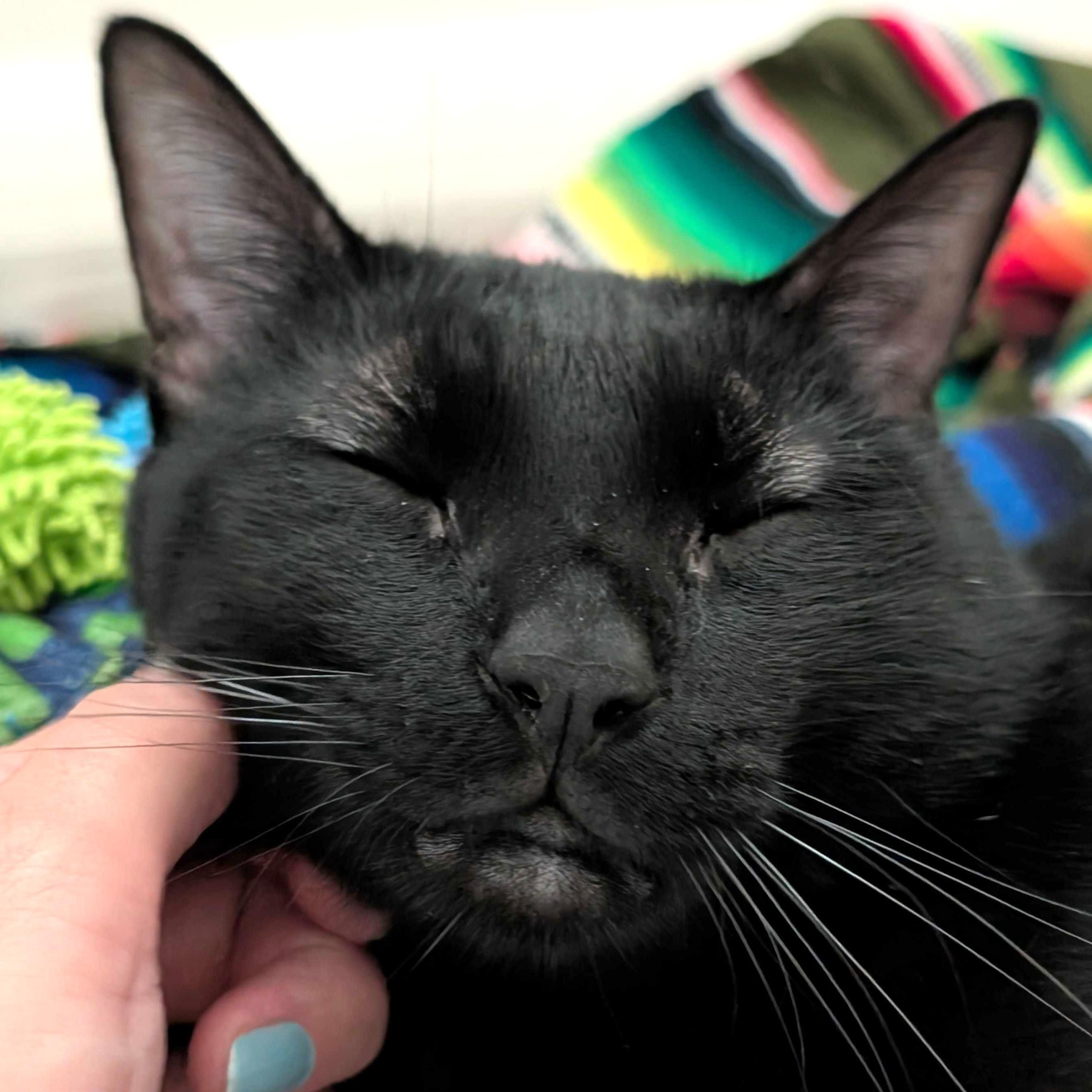 Enlarge Jinx, a Adoptable Domestic Short Hair in Denver, CO image 4/6