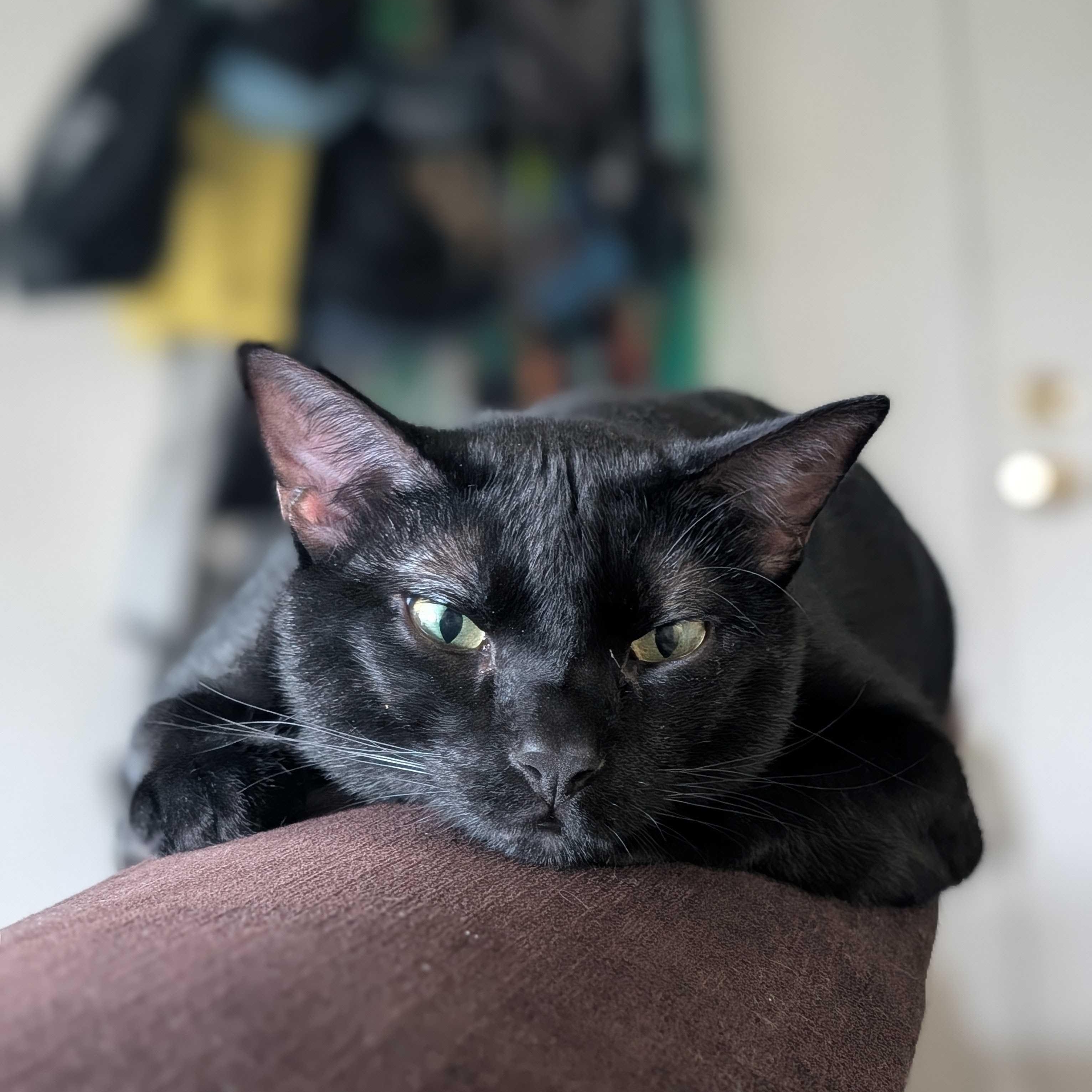 Jinx, Adoptable, Adult Male Domestic Short Hair.