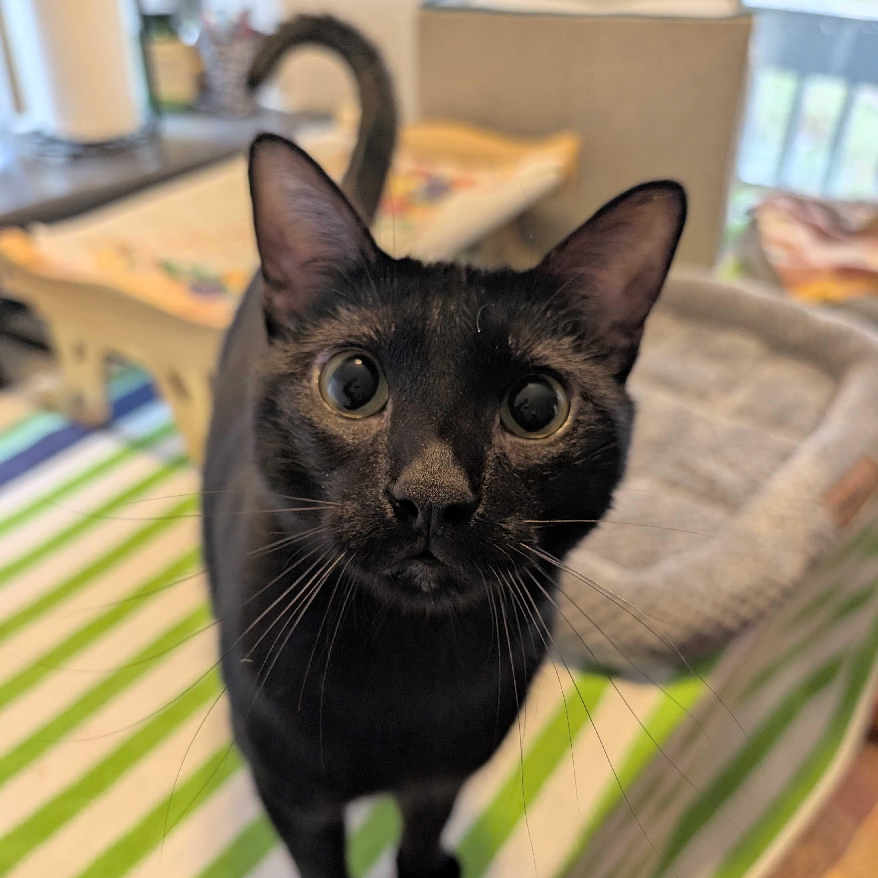 Enlarge Jinx, a Adoptable Domestic Short Hair in Denver, CO image 2/6