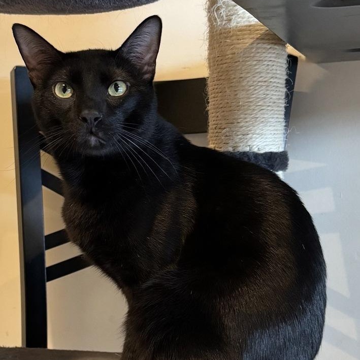 Enlarge Jinx, a Adoptable Domestic Short Hair in Denver, CO image 6/6
