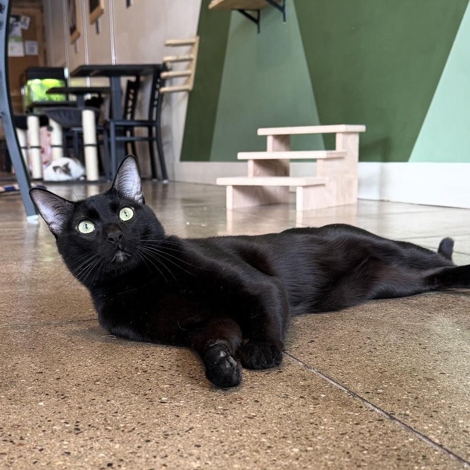 Enlarge Jinx, a Adoptable Domestic Short Hair in Denver, CO image 5/6