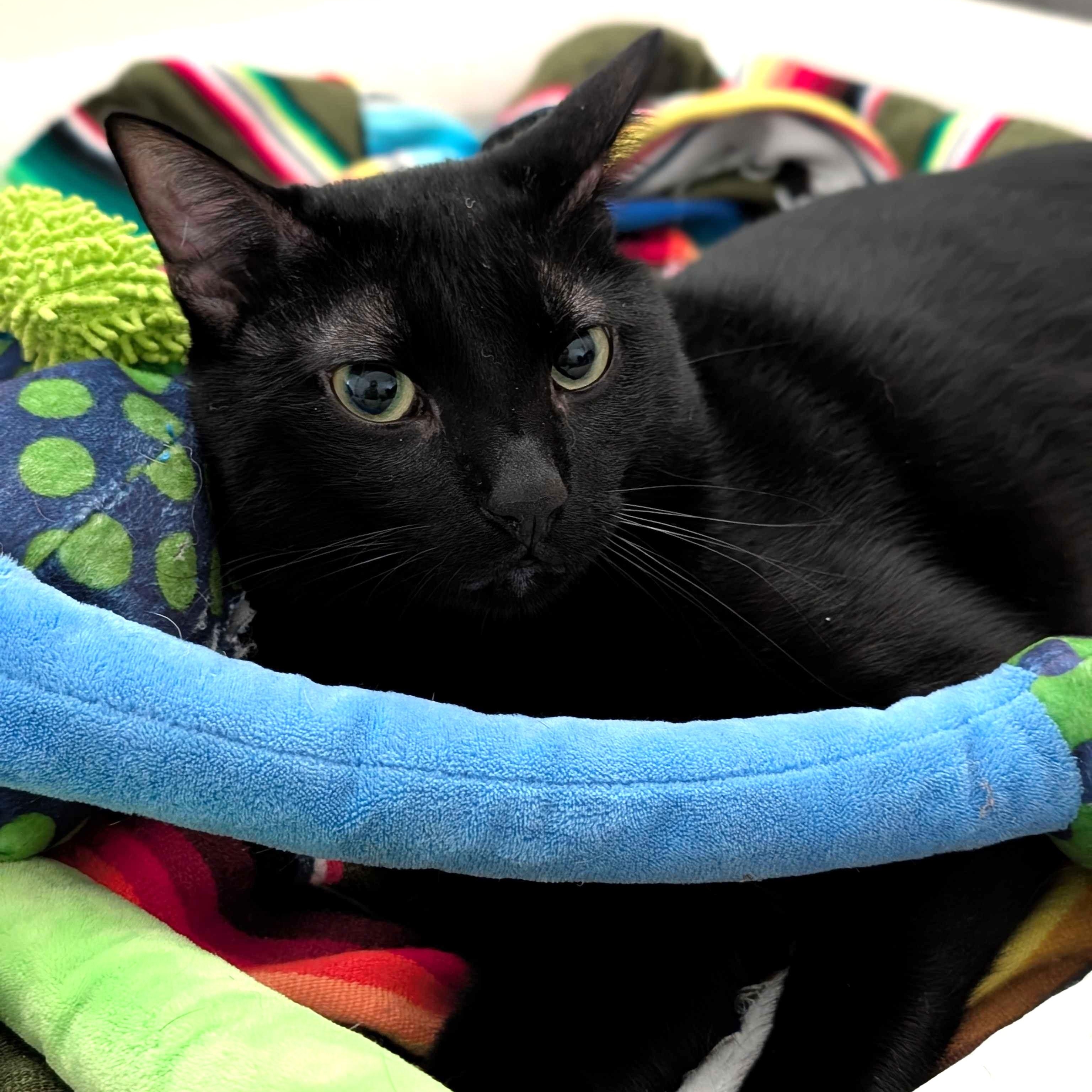Enlarge Jinx, a Adoptable Domestic Short Hair in Denver, CO image 3/6