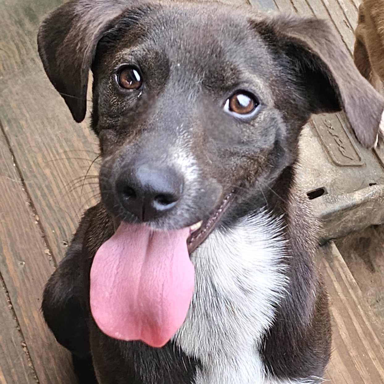 EMILY, Adoptable, Young Female Black Labrador Retriever.