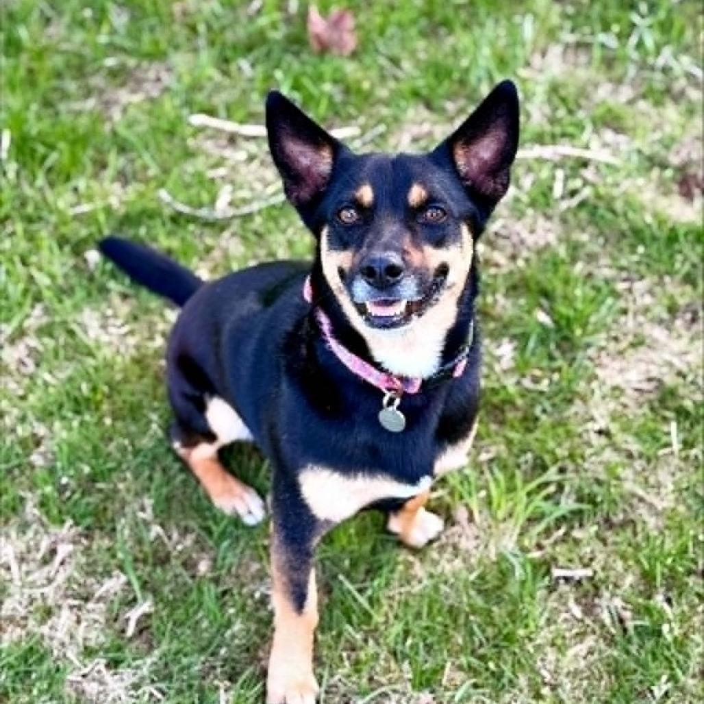 Enlarge Benson, a Adoptable mixed breed in Fond Du Lac, WI image 1/2